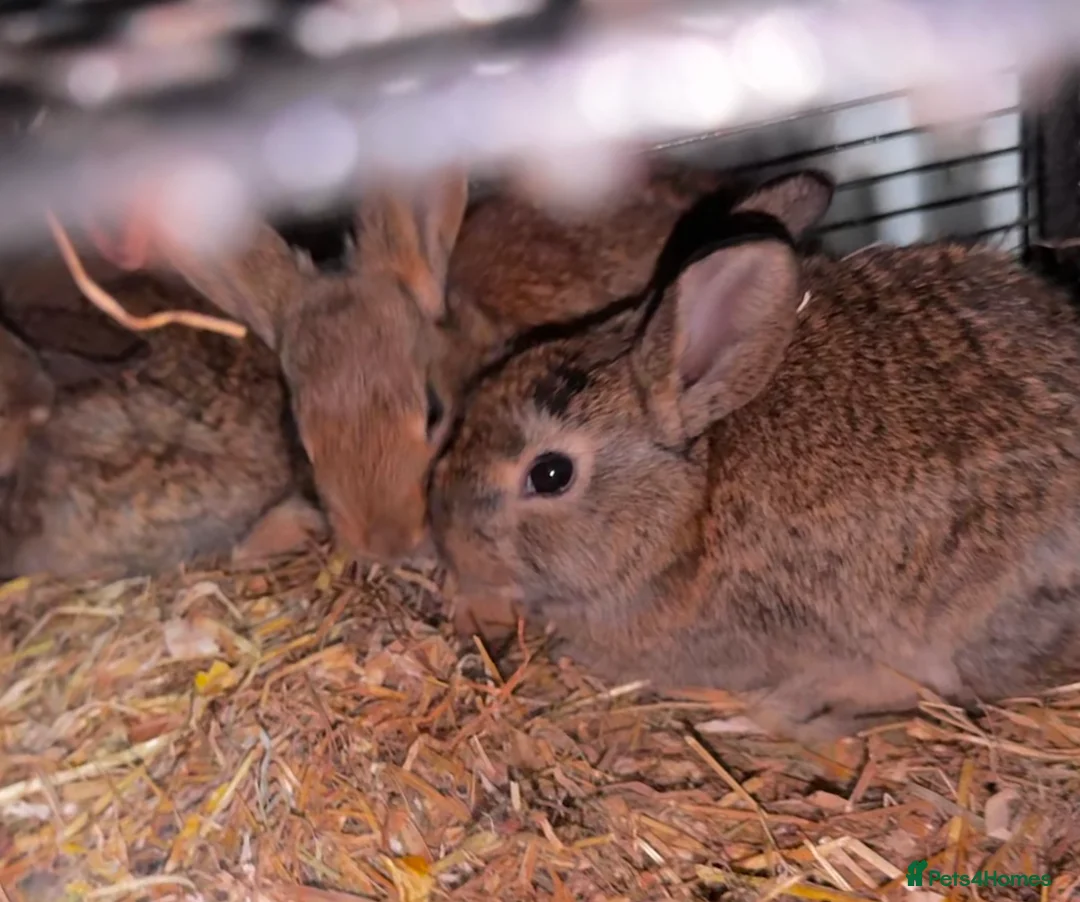 Belgian Hares rabbits for sale: Mixed Belgian hares - Advert 10