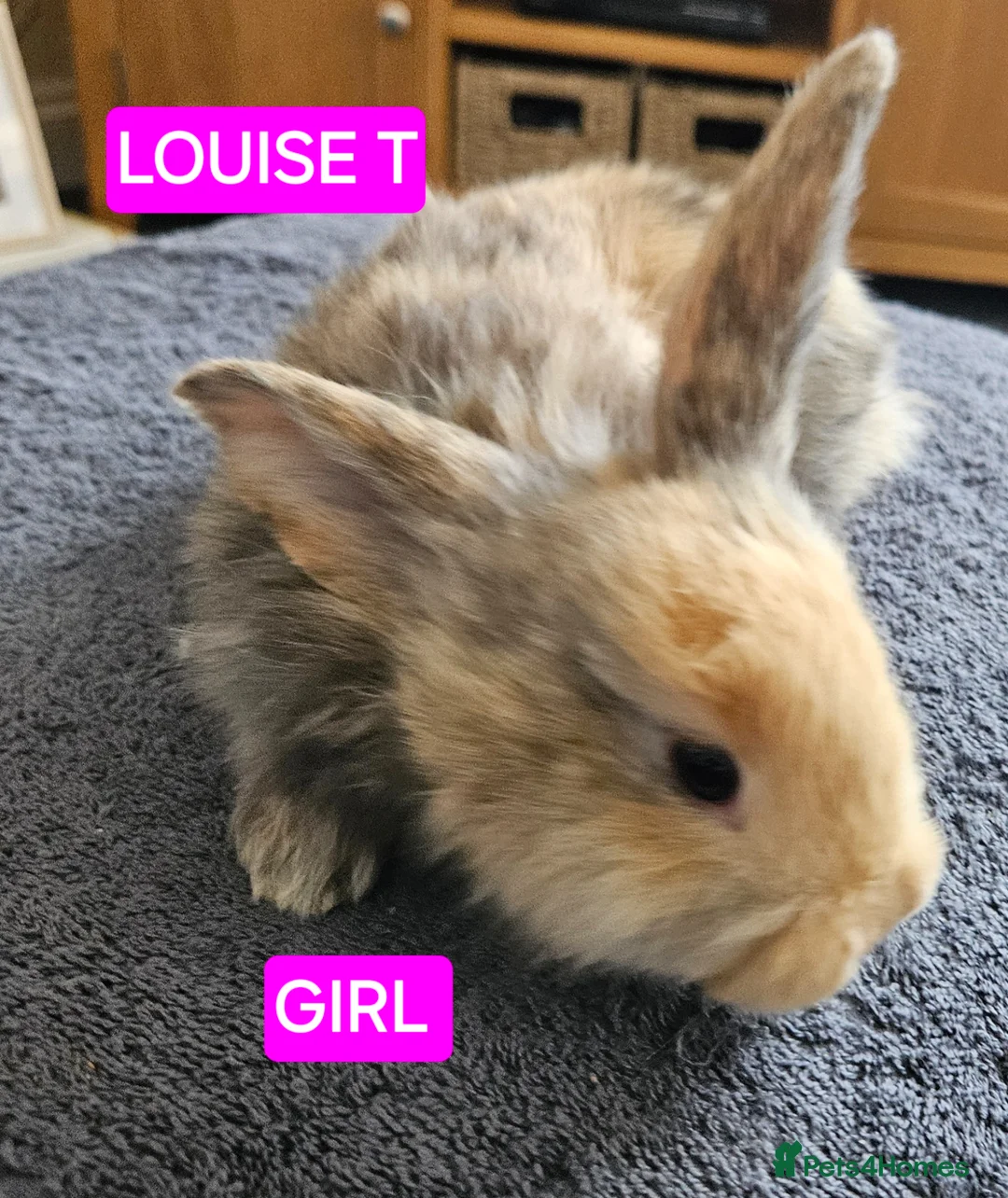 Continental Giant rabbits for sale: Continental giant babies  - Advert 2