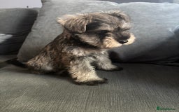 Miniature Schnauzer dogs for sale: 1 beautiful boy left - Image 5