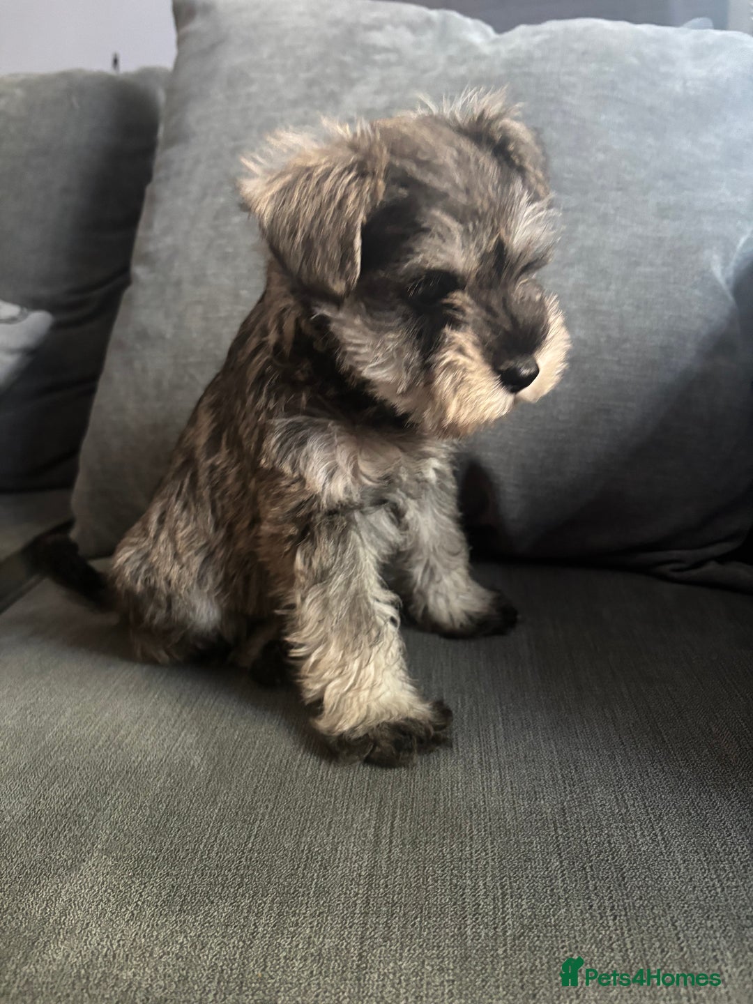 Miniature Schnauzer dogs for sale: 1 beautiful boy left - Image 5