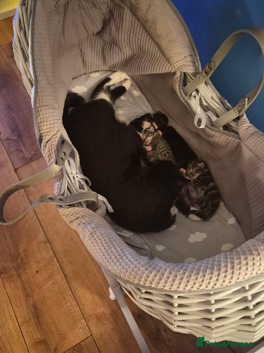 Mixed Breed cats for sale: Beautiful kittens, I have both parents  - Advert 3