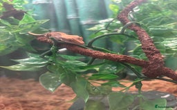 Gecko reptiles for sale: Female Gecko  - Image 4