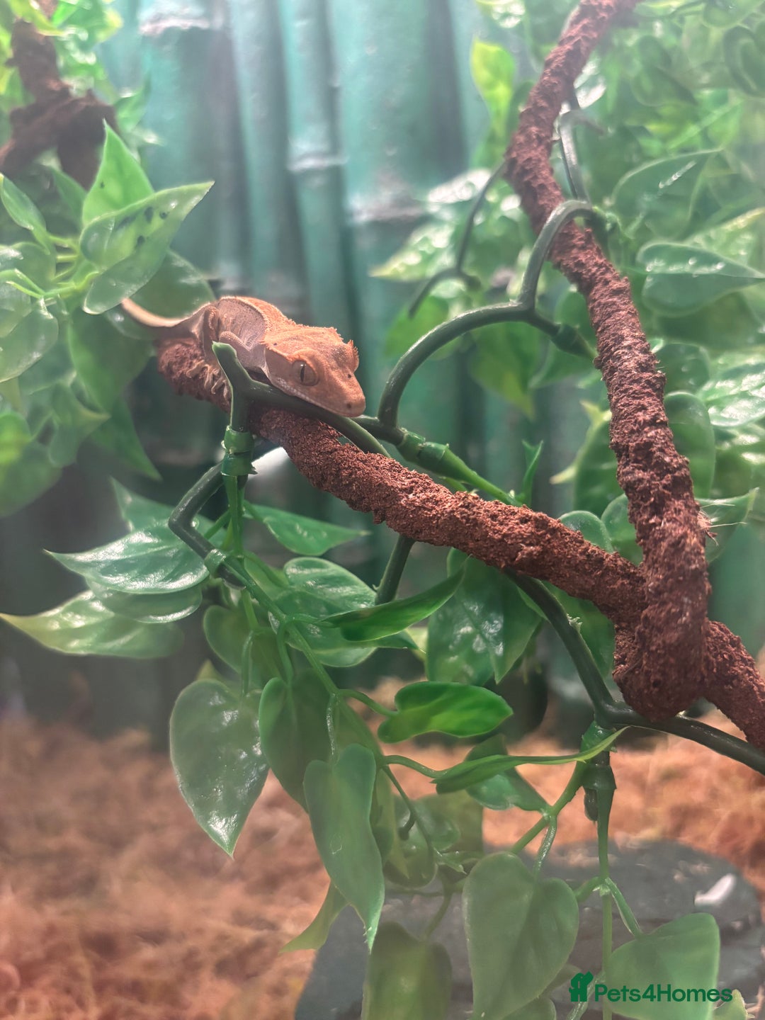 Gecko reptiles for sale: Female Gecko  - Image 4