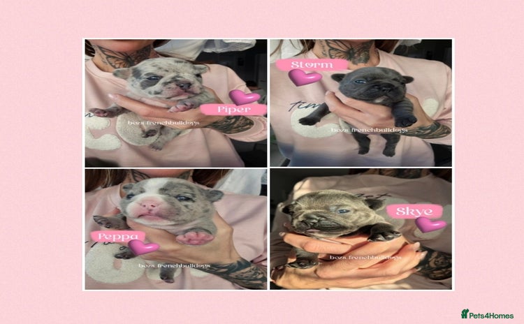 French Bulldog dogs - Advert 1