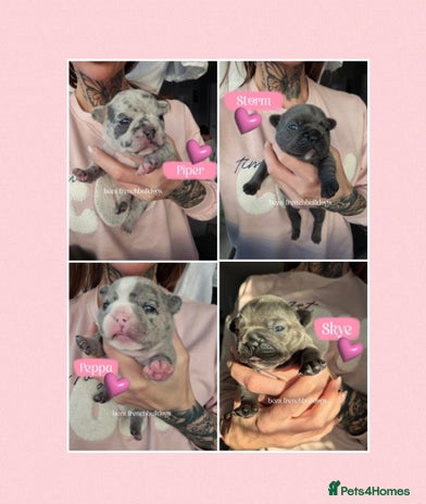 French Bulldog dogs - Advert 1