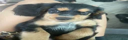 Cocker Spaniel dogs for sale: Beautiful english cocker spaniels leave 24th July  - Advert 12