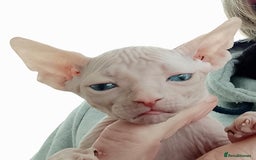 Sphynx cats for sale: Purebred Sphinx available.  - Image 9