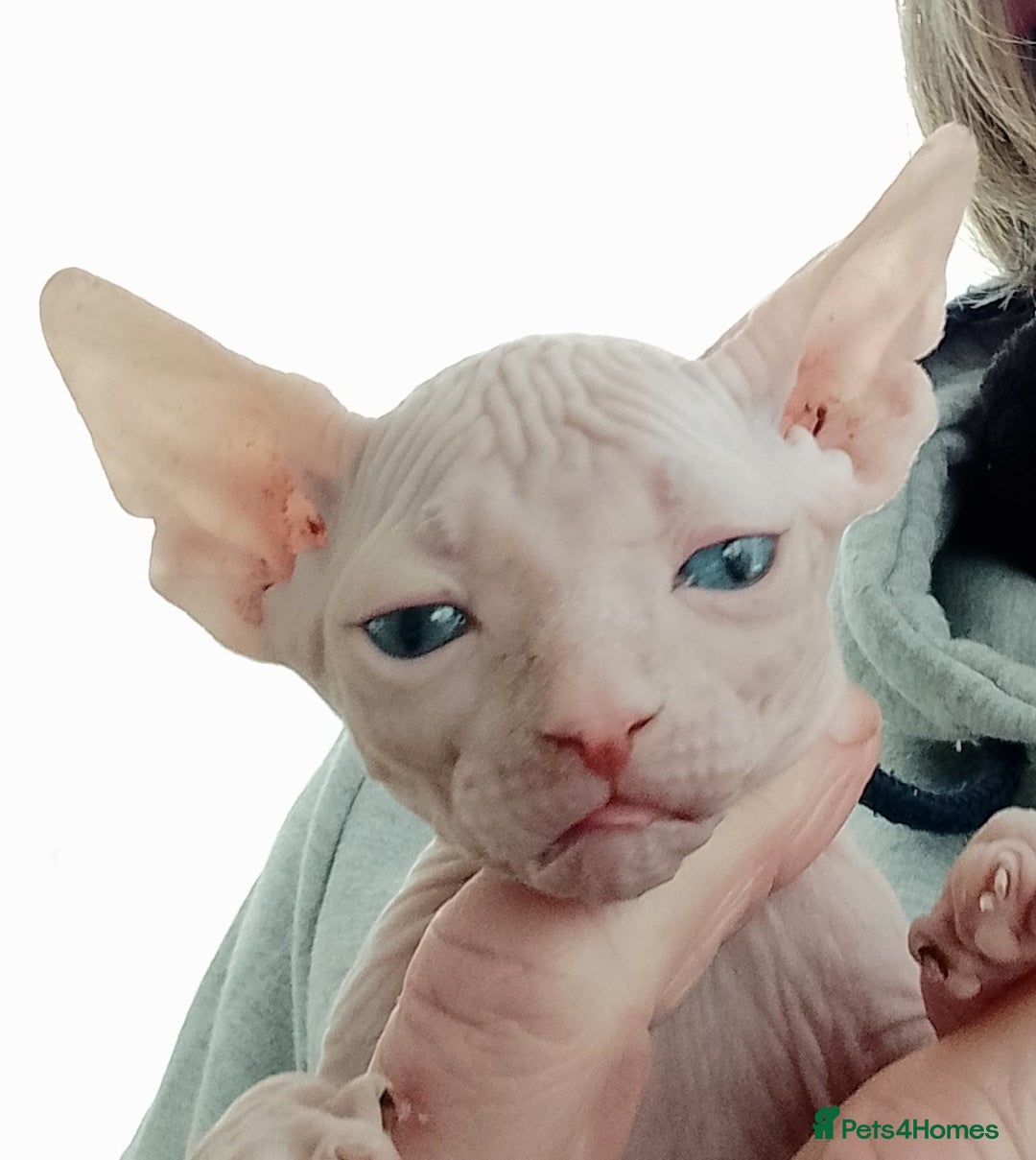 Sphynx cats for sale: Purebred Sphinx available.  - Image 9