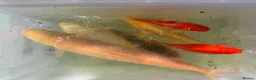 Koi Carp fish for sale: Mixed Koi Carp Golden Orfe Fish Collection - Advert 11