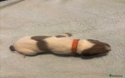 Pug dogs for sale: Pug Puppies  - Image 2