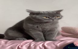 British Shorthair cats for sale: “Blue” British shorthair female  - Image 6