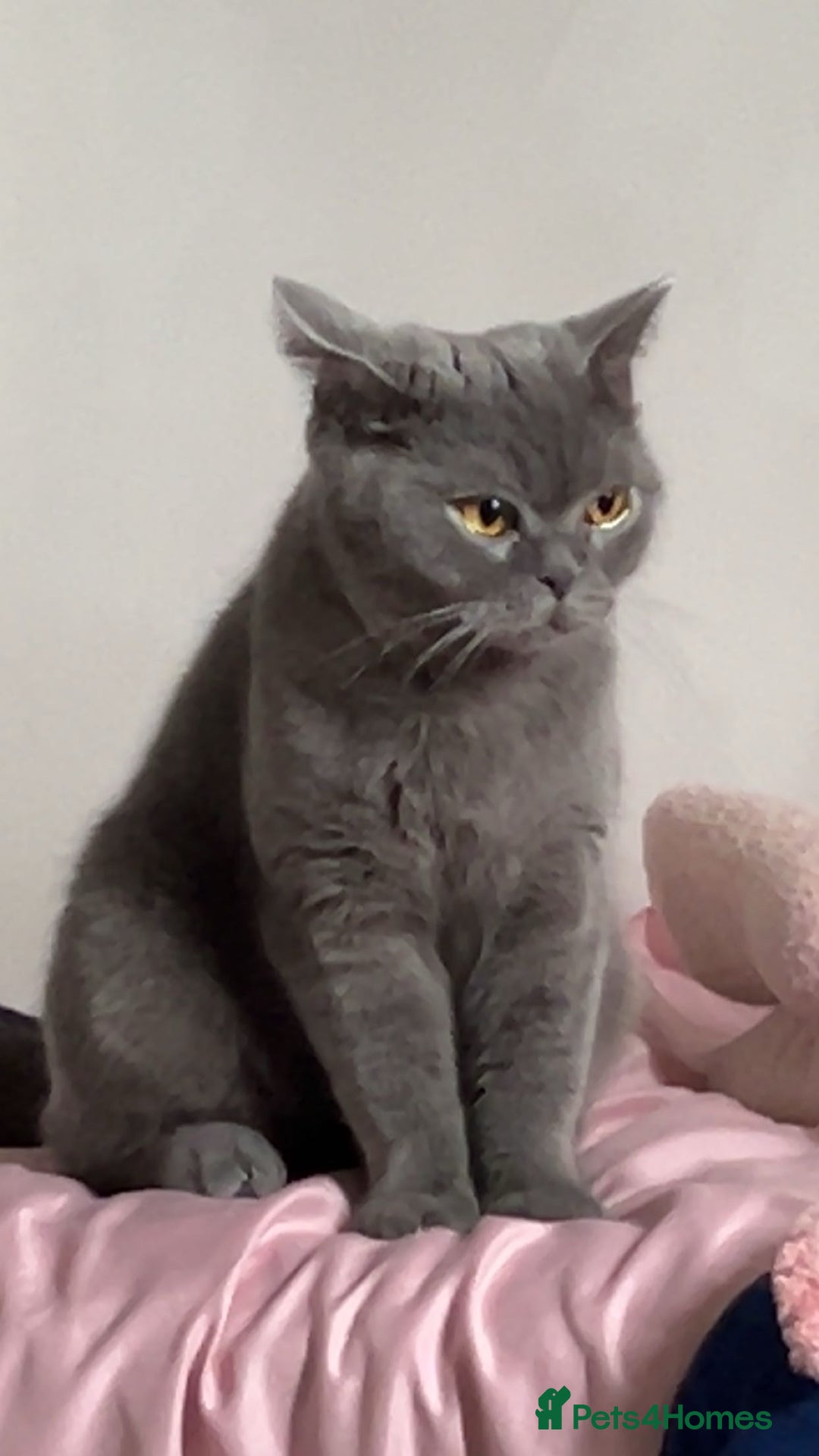 British Shorthair cats for sale: “Blue” British shorthair female  - Image 6