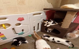 Maine Coon cats for sale: Half Maine coon kittens  - Image 12