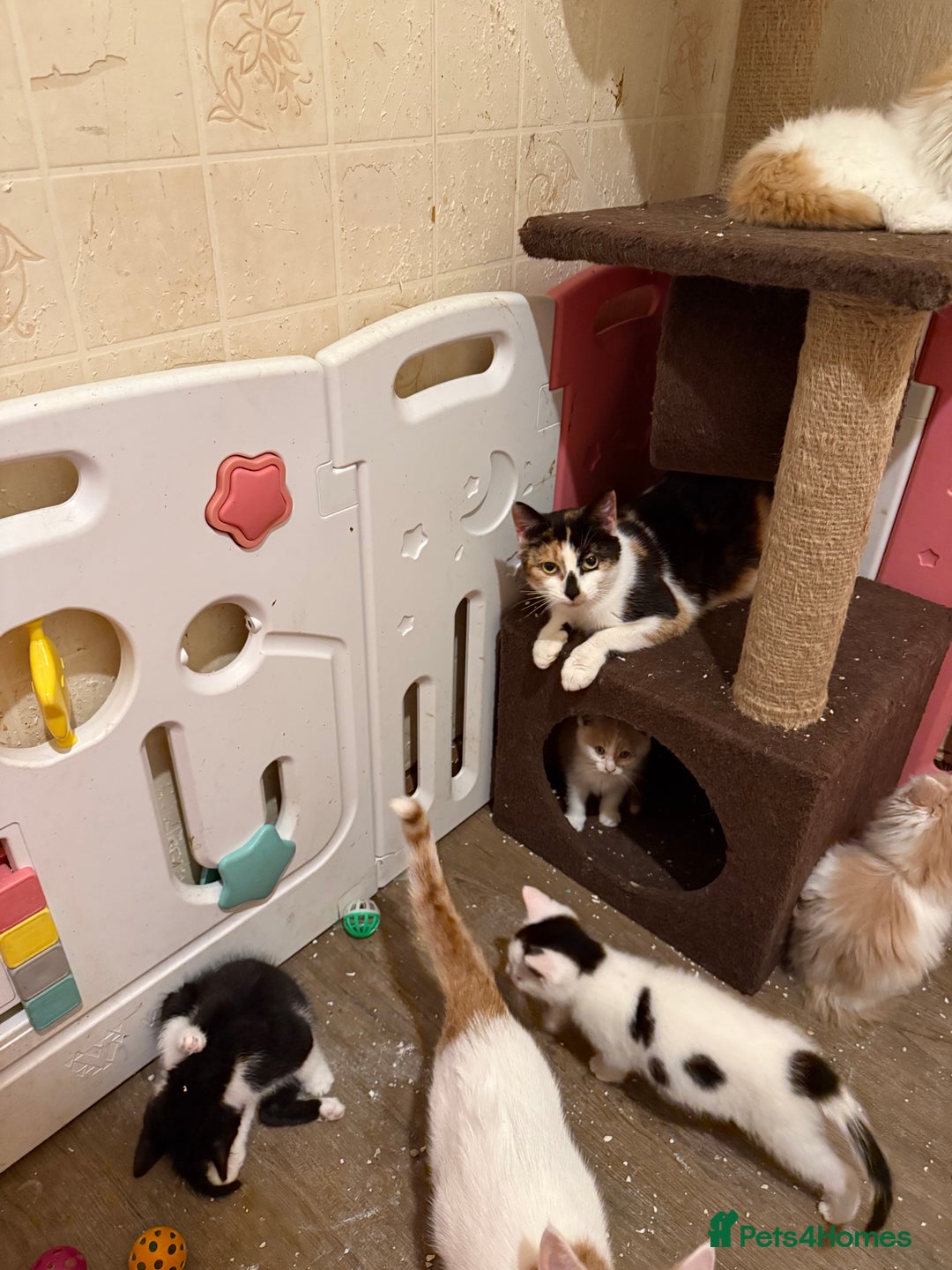 Maine Coon cats for sale: Half Maine coon kittens  - Image 12