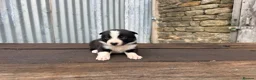 Border Collie dogs for sale: ISDS registered pups from amazing lines - Advert 12