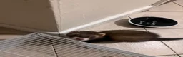 Ferret rodents for sale: 2 Polecats (4 months) (£40 for both)  - Advert 3