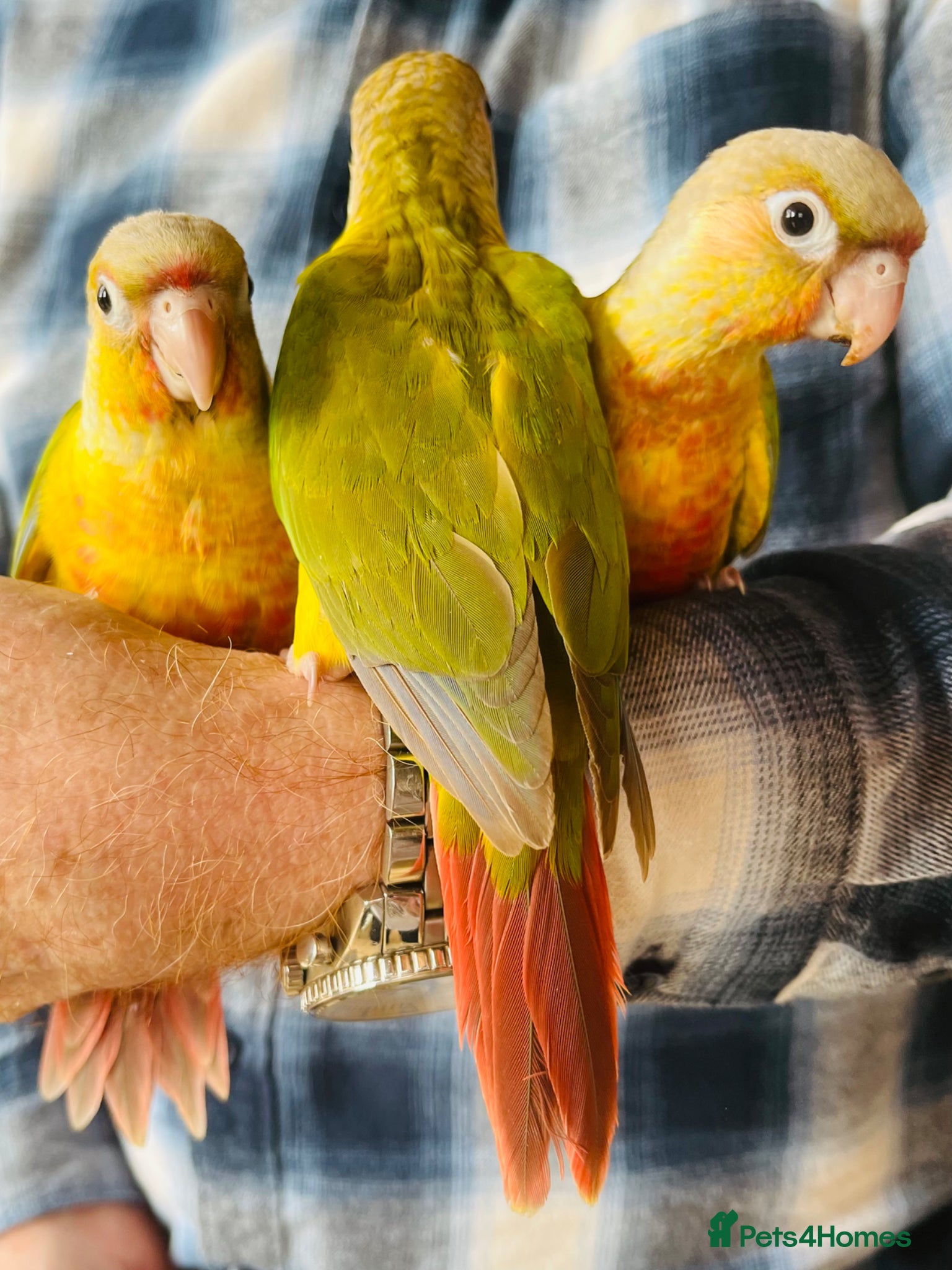 Conures birds Silly Tame ‘Hand-Reared’ Pineapple Conure Chicks  - Advert 2