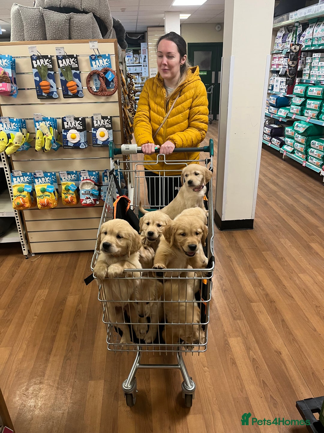 Golden Retriever dogs for sale: 6 Beautiful Golden Retrievers Puppies  - Image 20