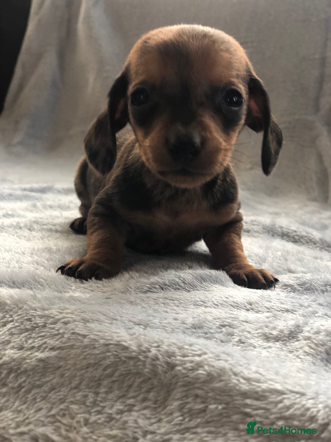 Miniature Dachshund dogs for sale: Miniature dachshund  - Advert 6