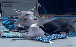 Whippet dogs for sale: Beautiful Pedigree Whippet puppies, healthy happy  - Image 11