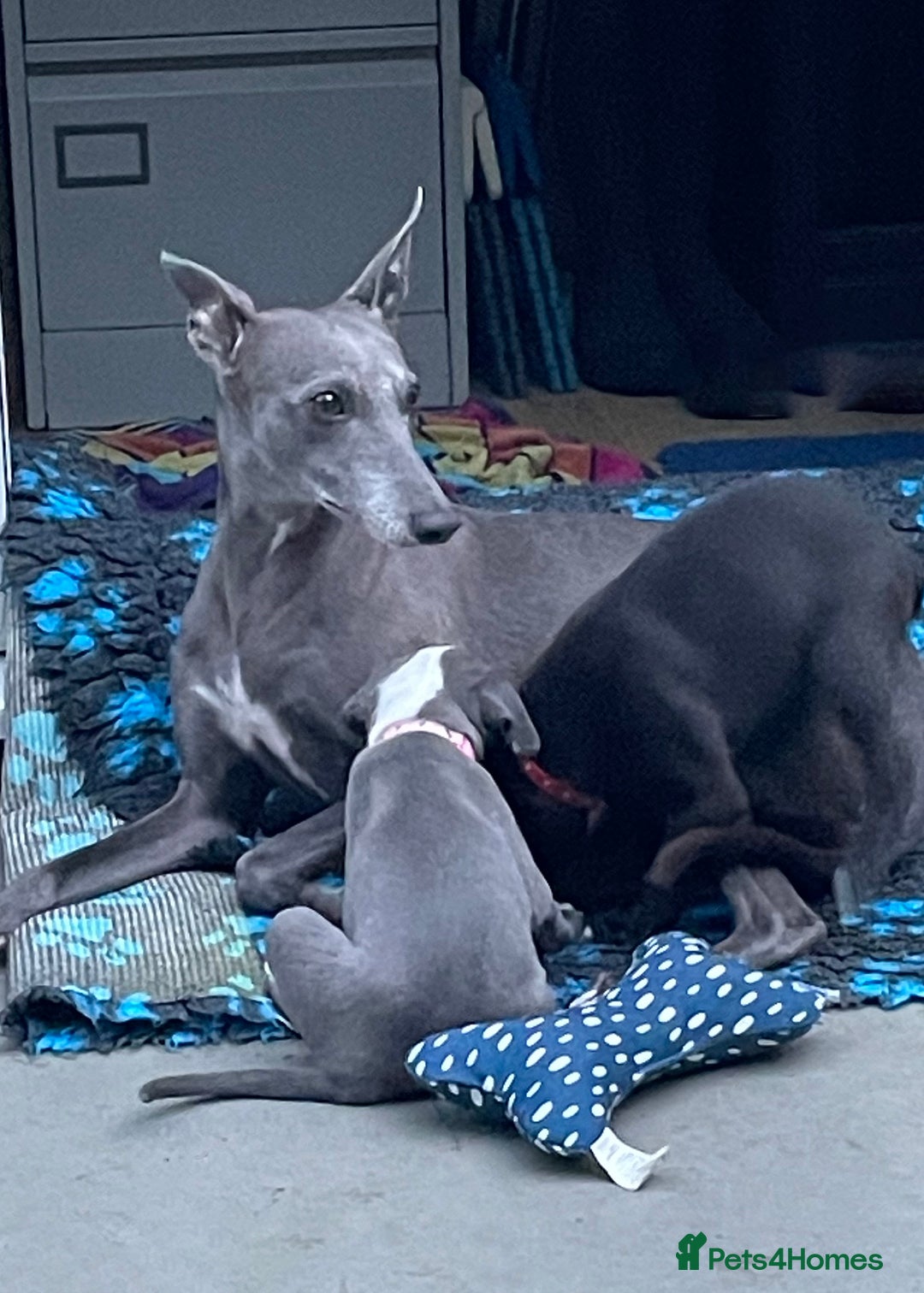 Whippet dogs for sale: Beautiful Pedigree Whippet puppies, healthy happy  - Image 11
