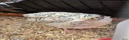 Quail poultry for sale: Corturnix quail fertile eggs - Advert 11