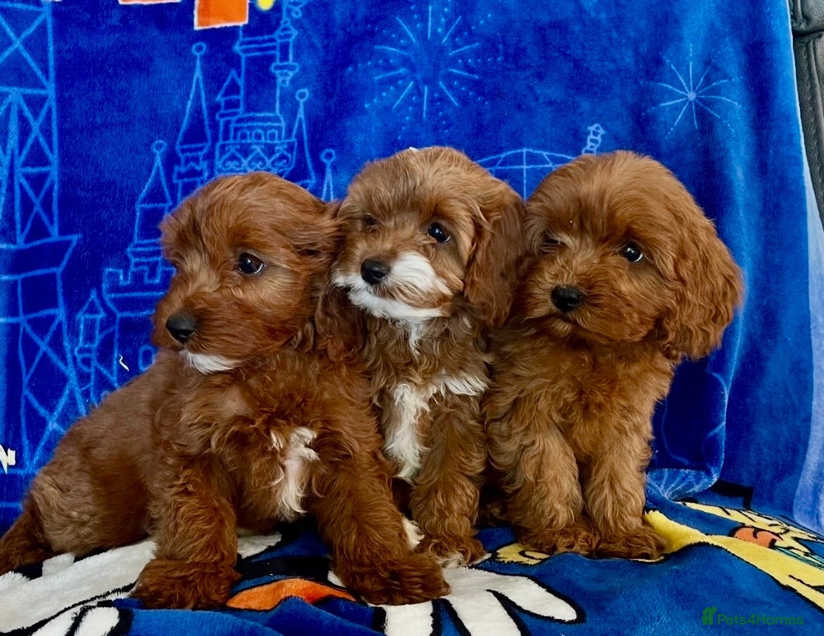 Cavapoo dogs 🐶 stunning F1B Cavapoos🐶 LAST TWO READY TO GO !! - Advert 1
