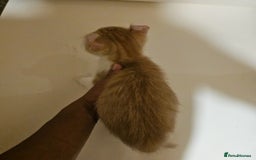 Mixed Breed cats for sale: Half spyhnx half calico  - Image 2