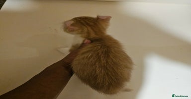 Mixed Breed cats - Advert 13