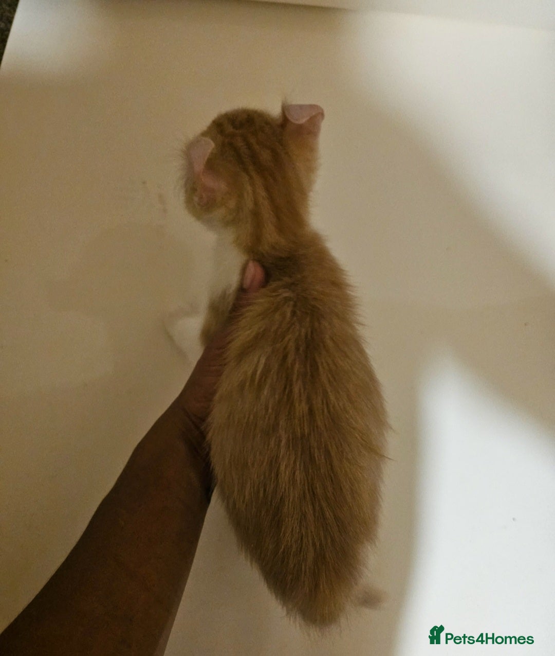 Mixed Breed cats for sale: Half spyhnx half calico  - Image 2