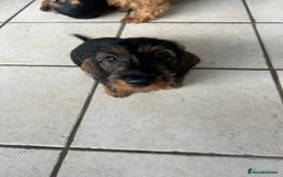 Dachshund dogs for sale: Beautiful KC registered wire haired Dachshunds in Bridgnorth - Image 16