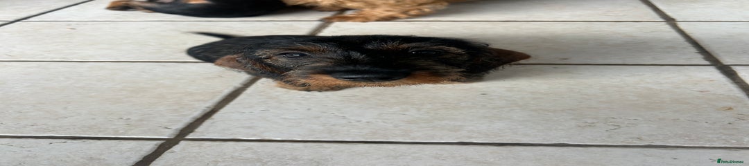 Dachshund Puppy 8