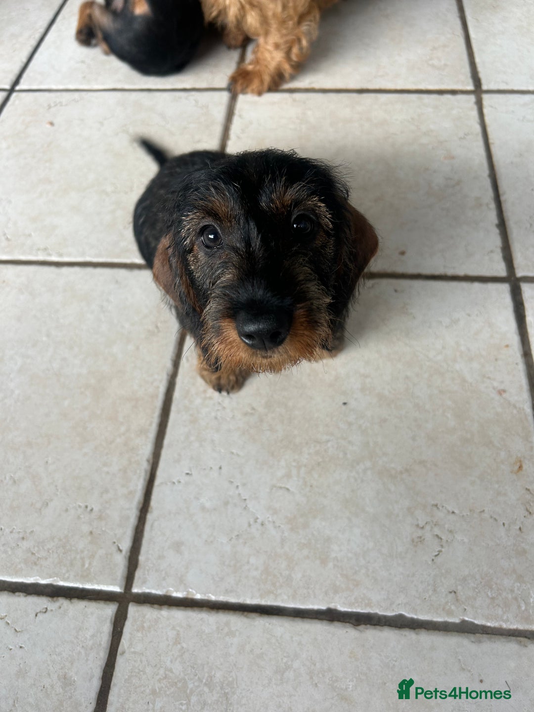 Dachshund dogs for sale: Beautiful KC registered wire haired Dachshunds in Bridgnorth - Image 16