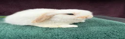 Mini Lop rabbits for sale: Three mini lop boys available  - Advert 3
