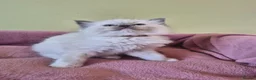 Ragdoll cats for sale: Ragdoll kittens GCCF regsitered - Advert 12