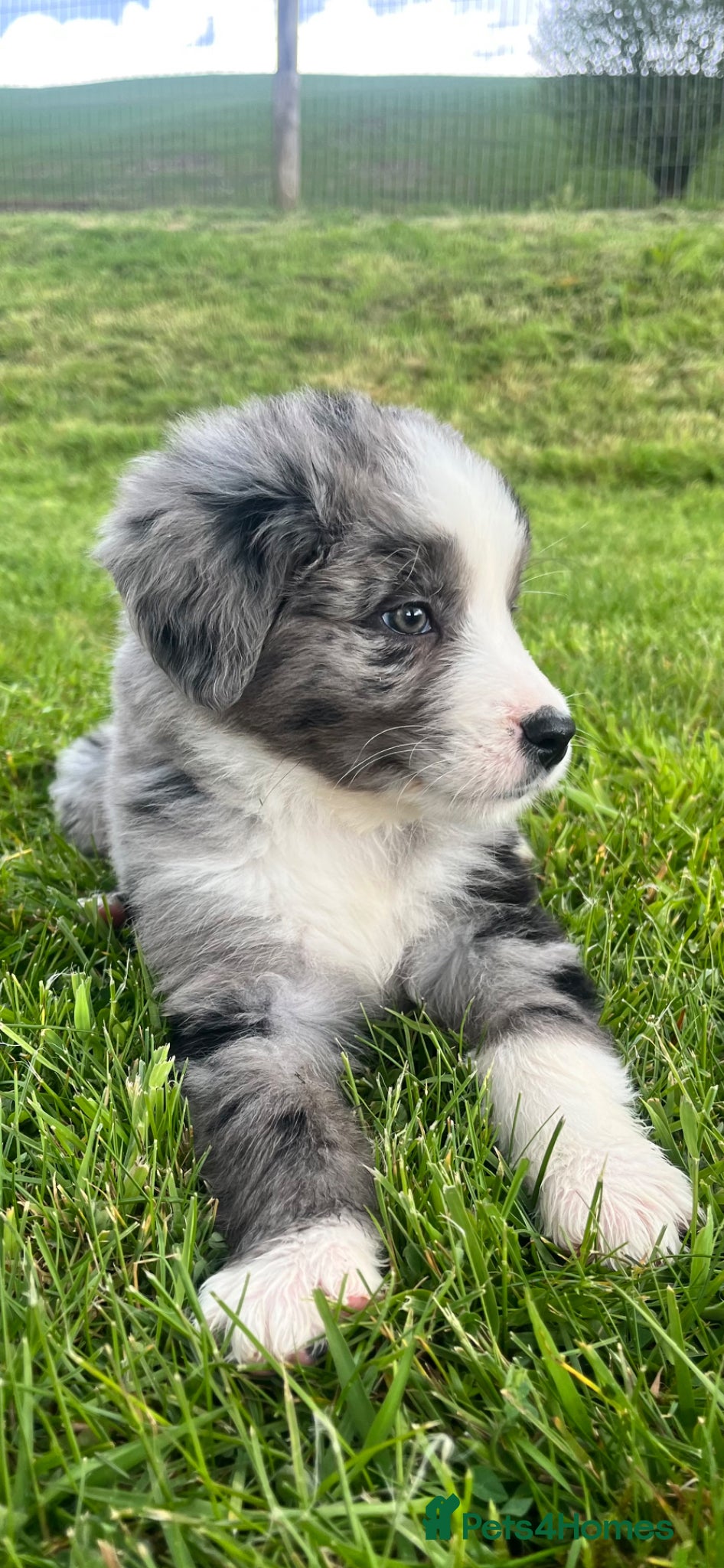 Bernese Mountain Dog dogs Beautiful Bordernese Puppies - Advert 9
