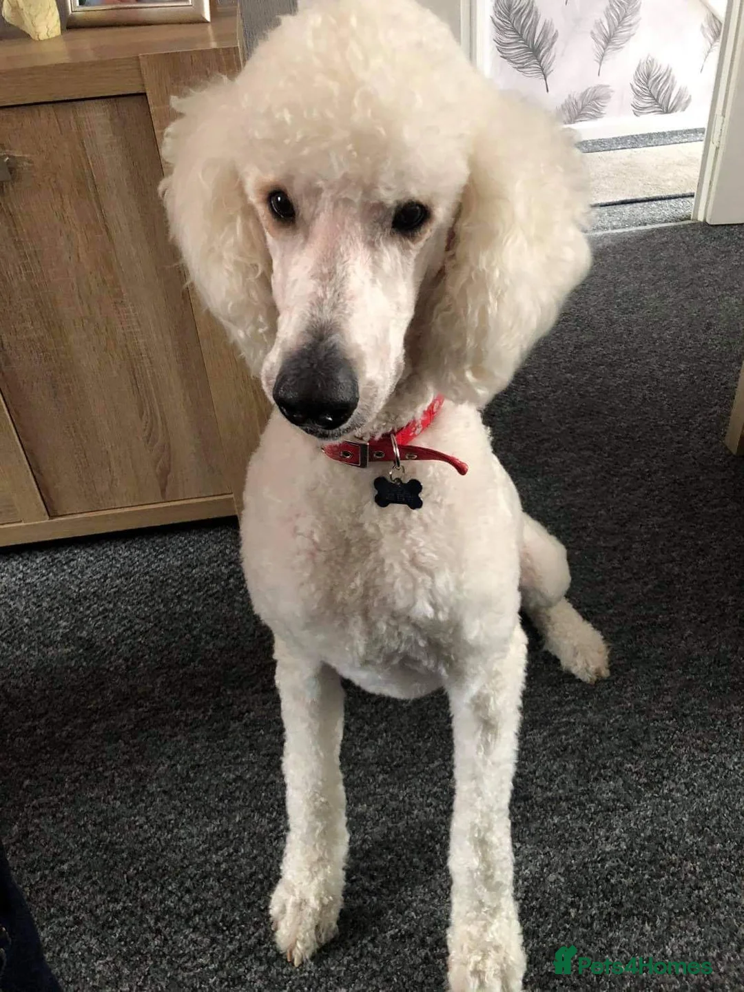 Standard Poodle dogs for stud: kc registered standard poodle for stud in Southampton - Advert 3