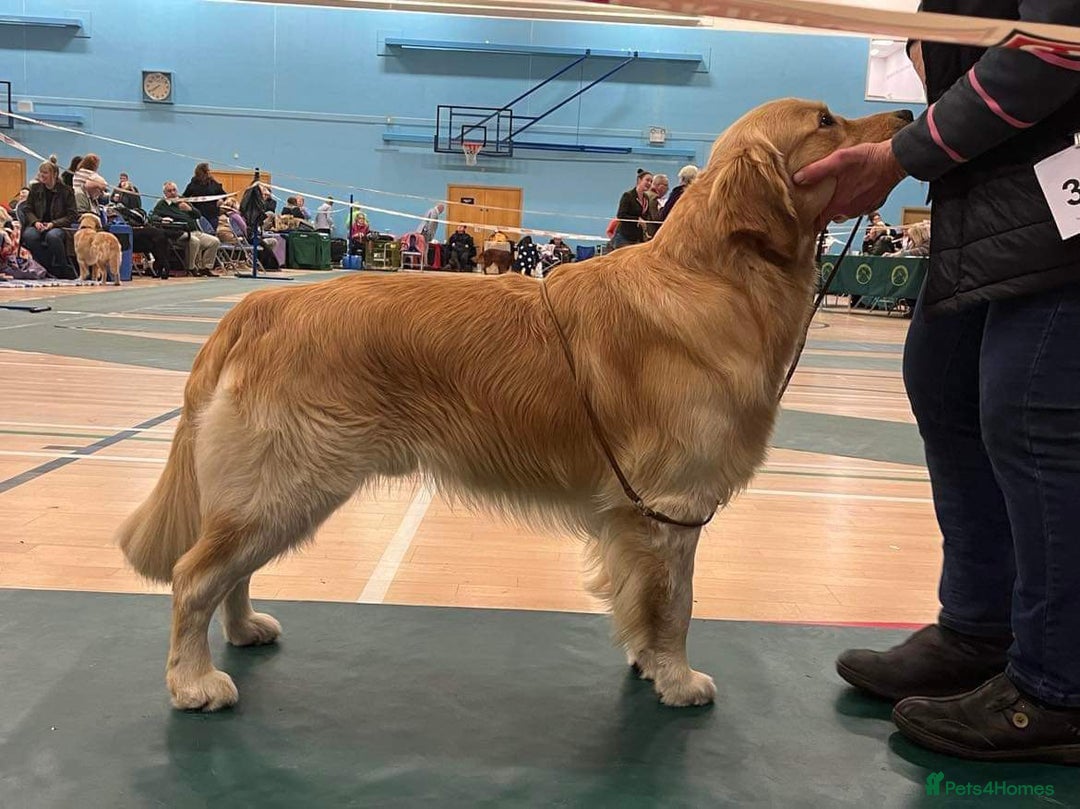 Golden Retriever dogs for sale: Fully health tested parents - Image 13