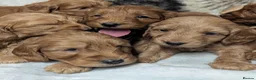 Cockapoo dogs for sale: Quality F1 Cockapoo puppies  in Ammanford - Advert 4