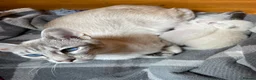 Siamese cats for sale: GCCF Registered Traditional Siamese Kittens.  - Advert 2