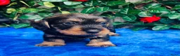 Miniature Dachshund dogs for sale: A SUPERB LITTER OF MINI WIRE DACHS KC REG  - Advert 8