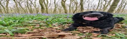 Mixed Breed dogs for sale: Golden Retriever x Collie puppies, ready 20th July in Sevenoaks - Advert 19