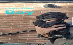 Sproodle dogs for sale: Toy Sproodle Puppies, Fabulous litter - Image 4