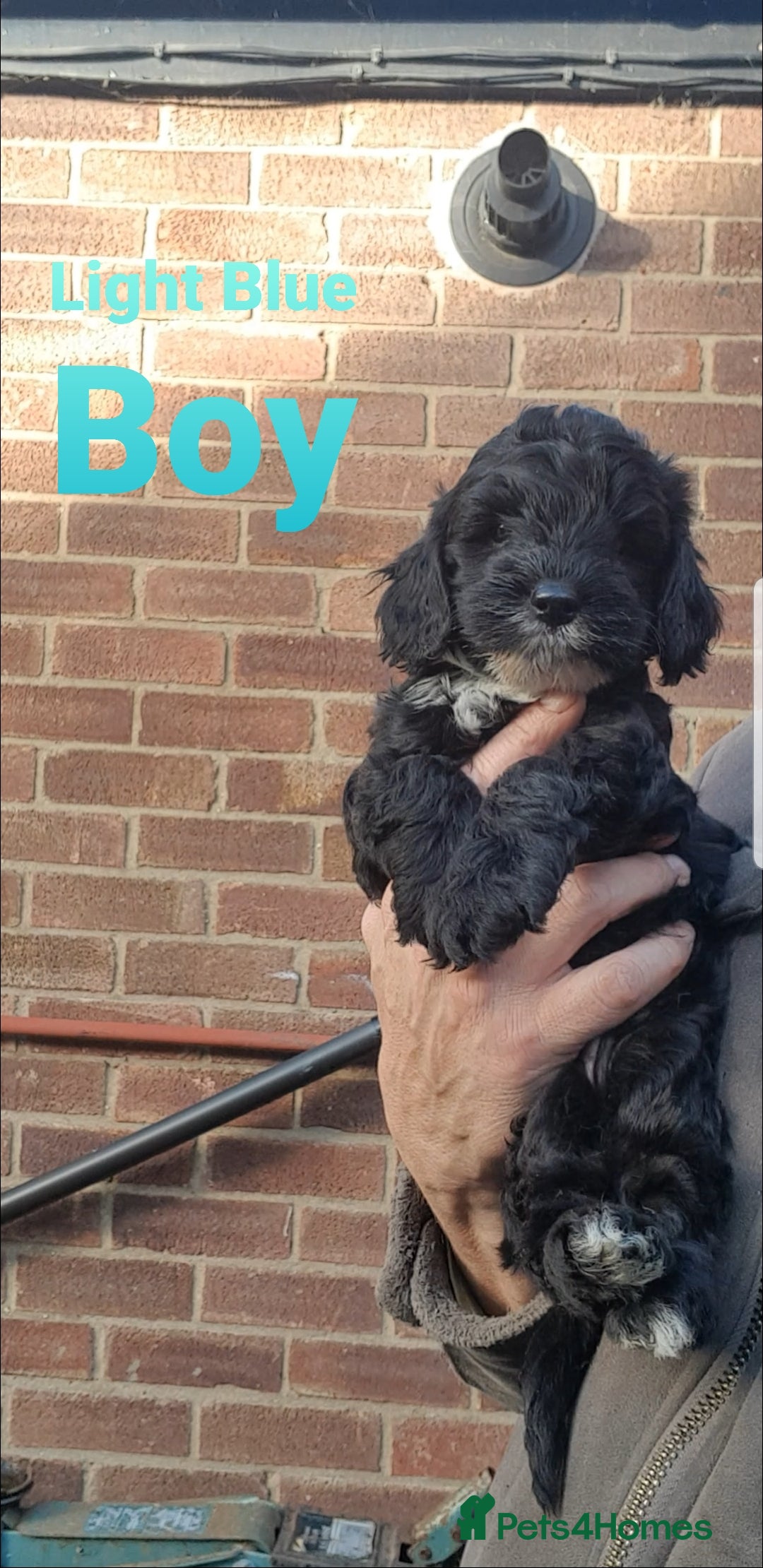 Sproodle dogs for sale: Toy Sproodle Puppies, Fabulous litter - Image 4