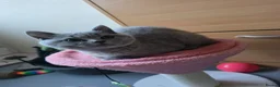 Scottish Fold cats for sale: Only 1 burgundy  boy left - Advert 3