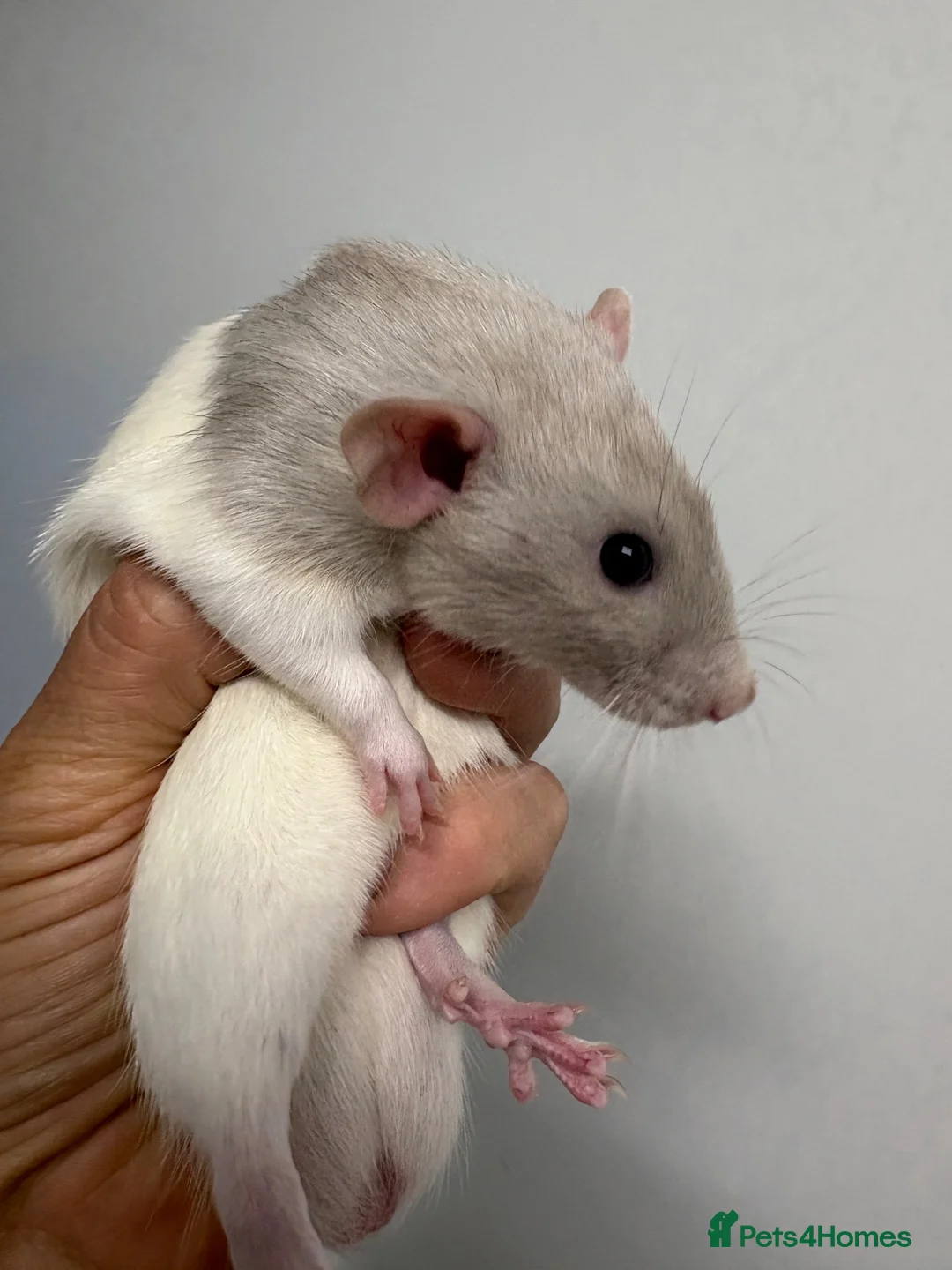 Rat rodents for sale: Rats  - Advert 7