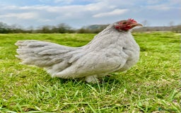 Chickens poultry for sale: Pekin Bantam Hens at point of lay  - Image 1