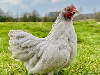 Chickens poultry - Advert 12