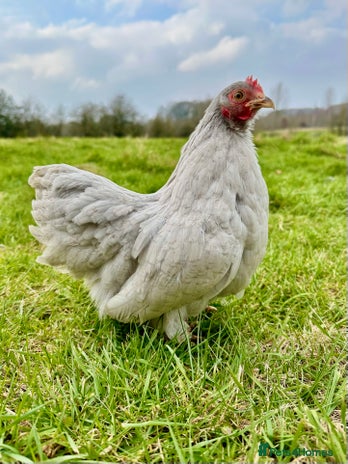 Chickens poultry - Advert 2