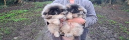 Pekingese dogs for sale: Pekingese puppys (Champion Bloodlines) - Advert 3
